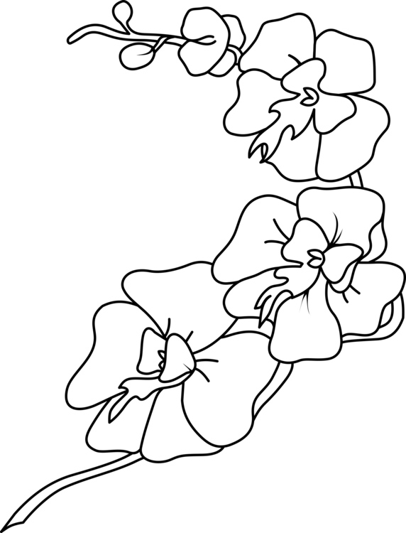 Pretty Orchid Flowerss Coloring Page