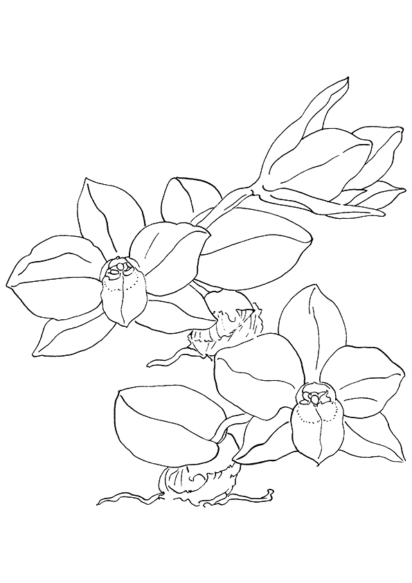 Pretty Orchids Coloring Sheet