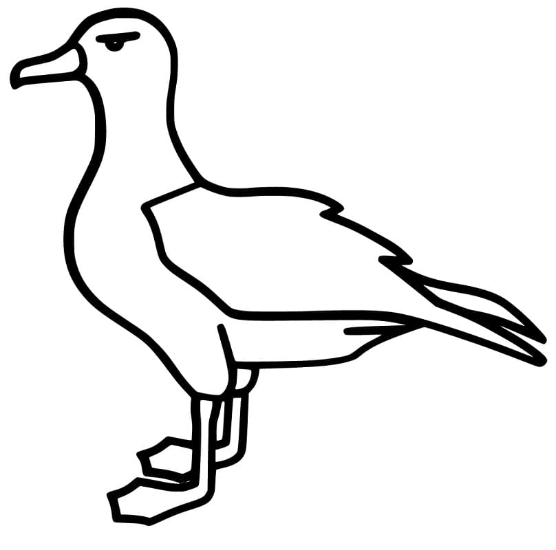 Printable Albatross