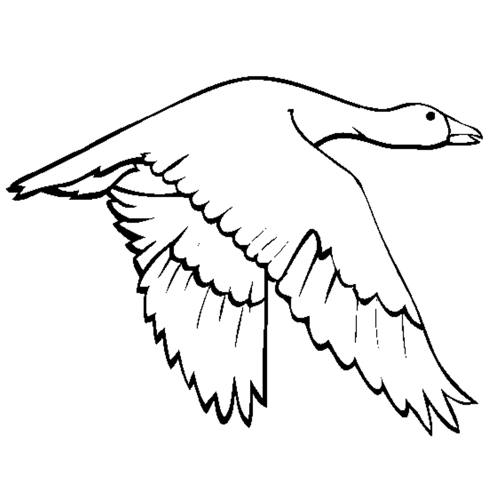 Printable Animal S Swan Goose7d5c Coloring Page