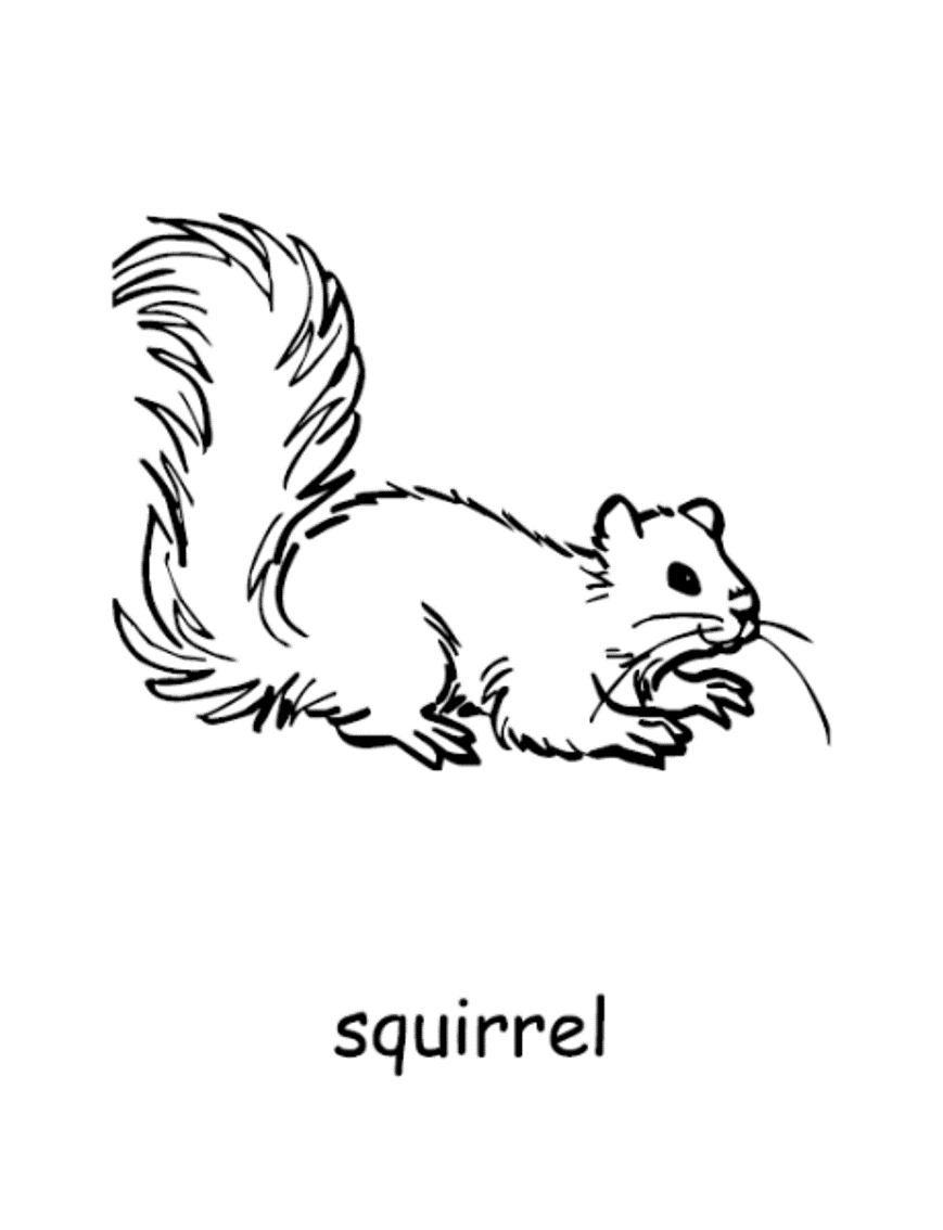 Printable Animal Squirrel