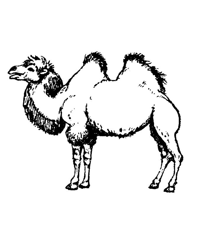 Printable Camels For Kids