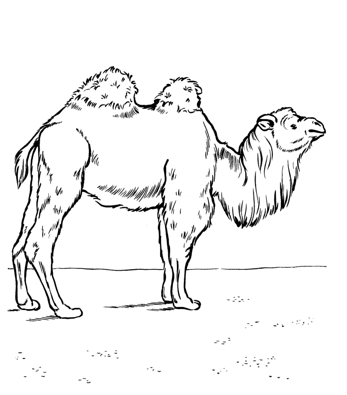 Printable Camels