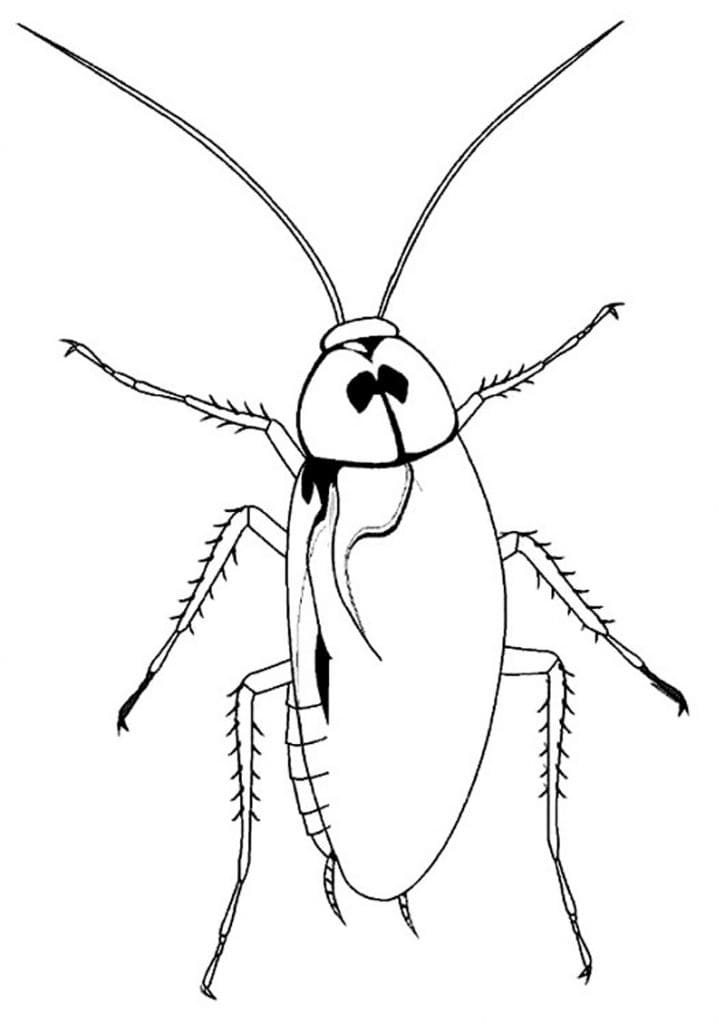 Printable Cockroach Coloring Page