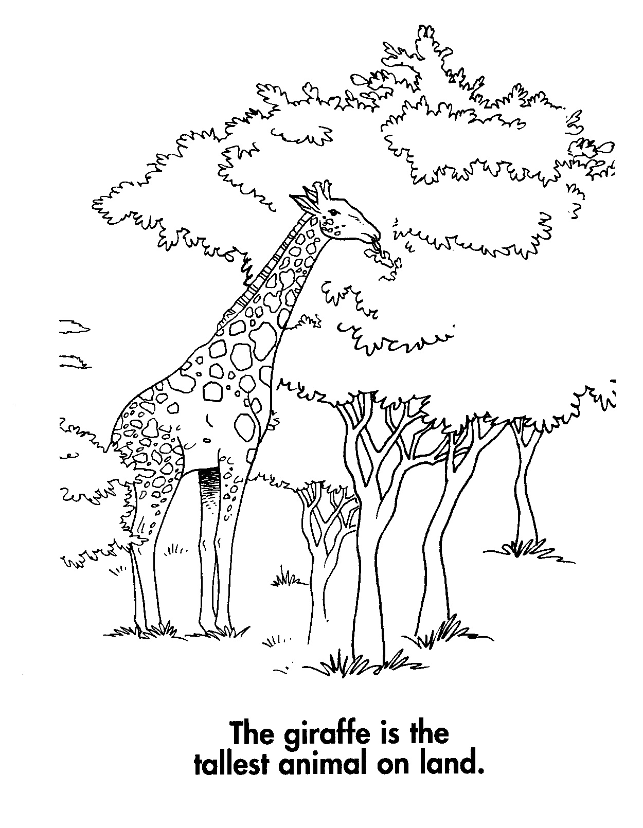 Printable Giraffes