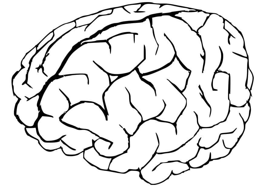 Printable Human Brain