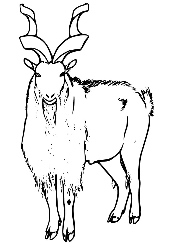 Printable Markhor Coloring Page