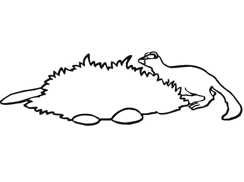 Printable Mink Coloring Page