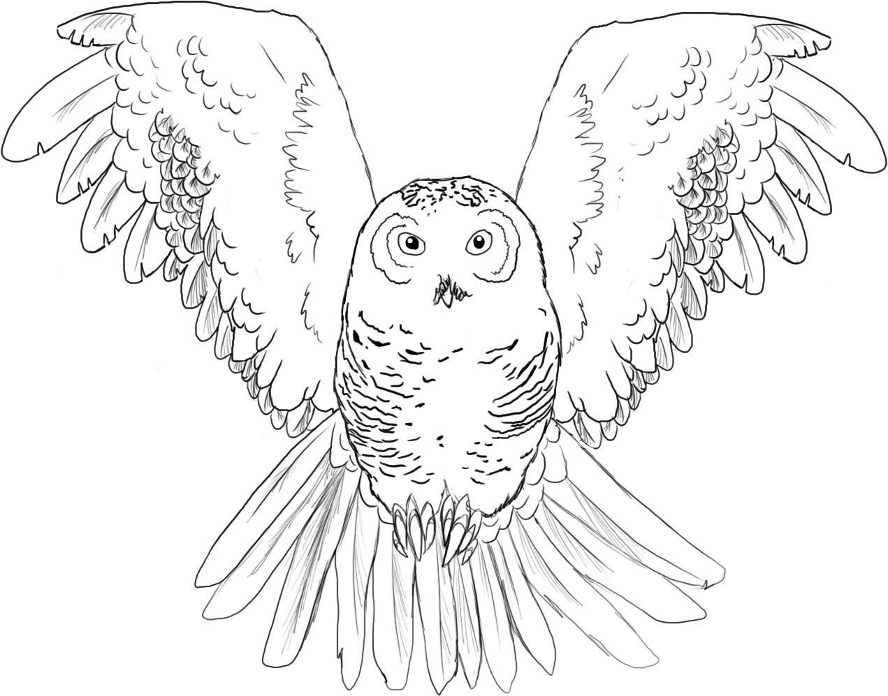 Printable Owls