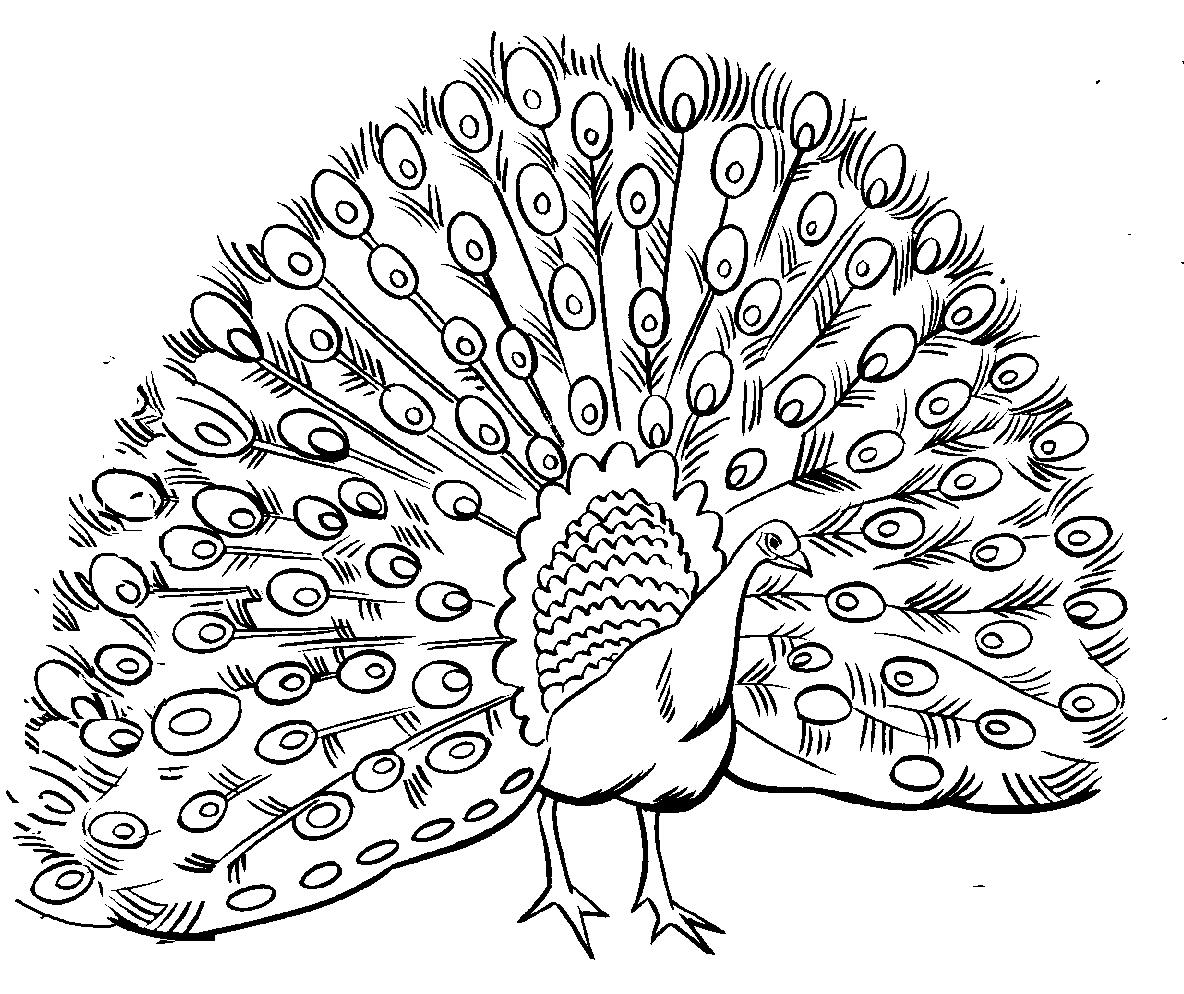 Printable Peacocks