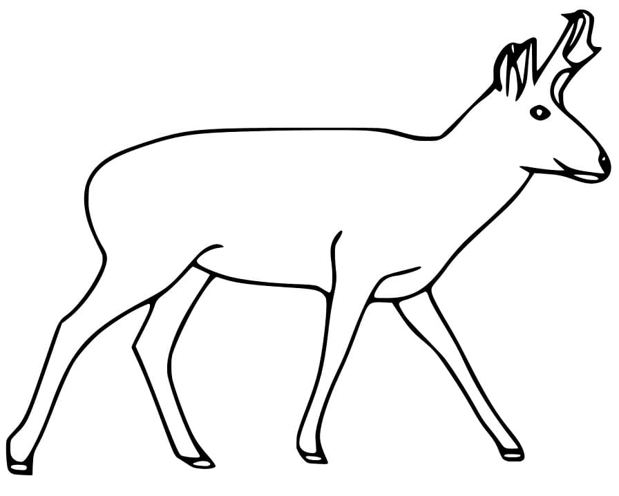 Printable Pronghorn Coloring Page