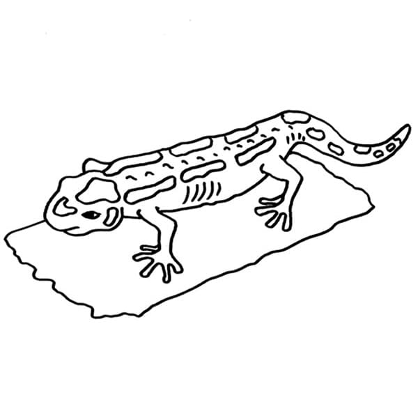 Printable Salamander
