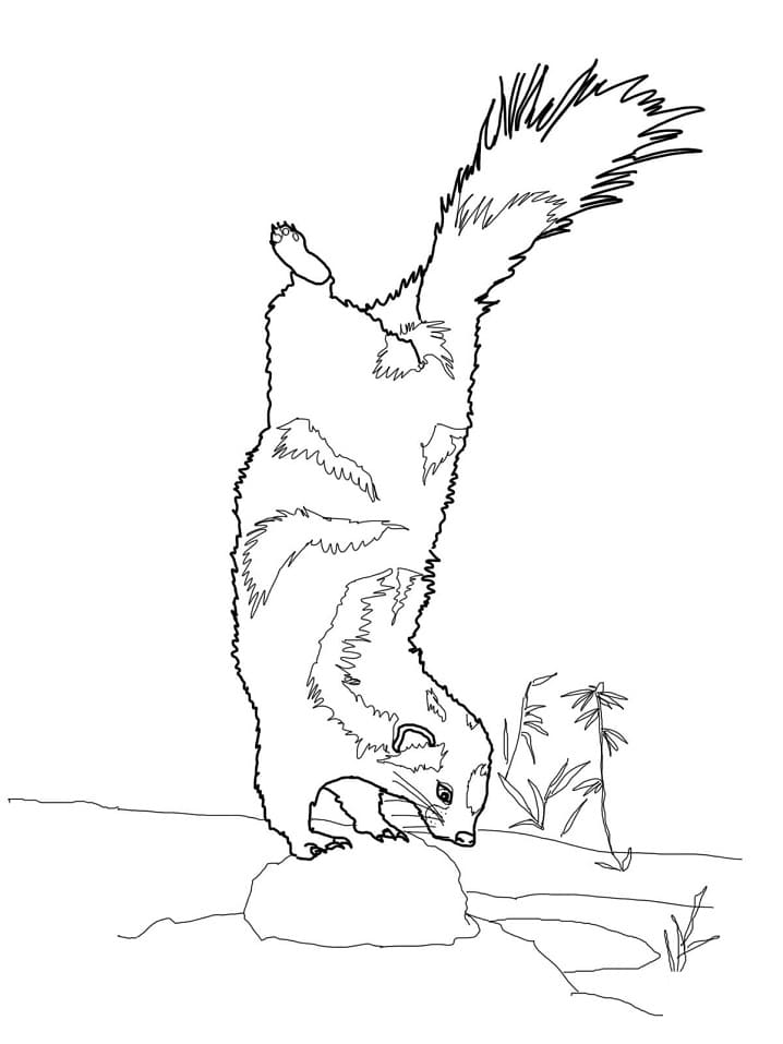 Printable Spotted Skunk Coloring Page
