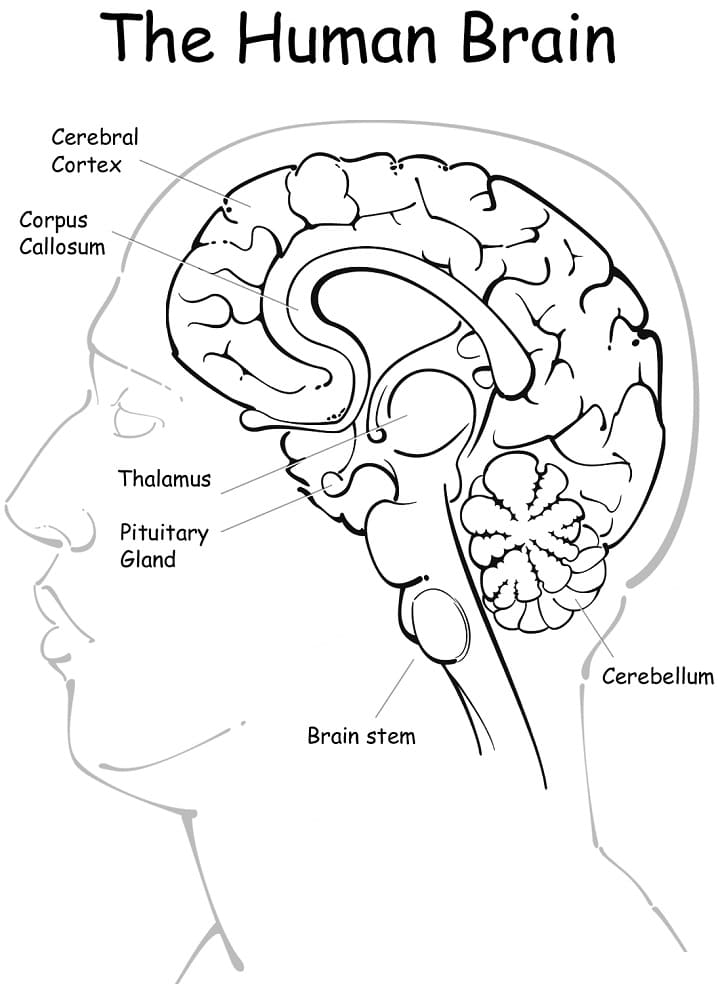 Printable The Human Brain
