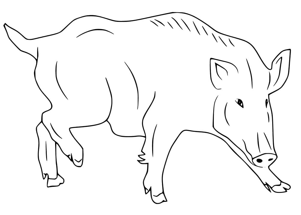 Printable Wild Boar