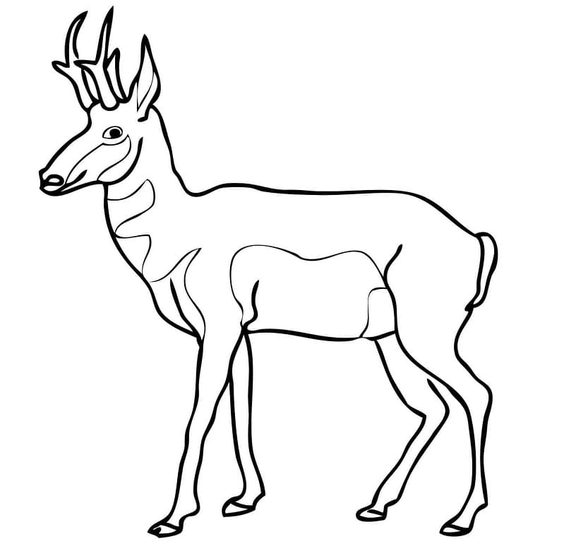 Pronghorn North American Antelope Coloring Page