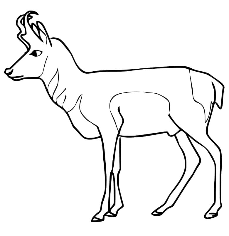 Pronghorn Printable Coloring Page
