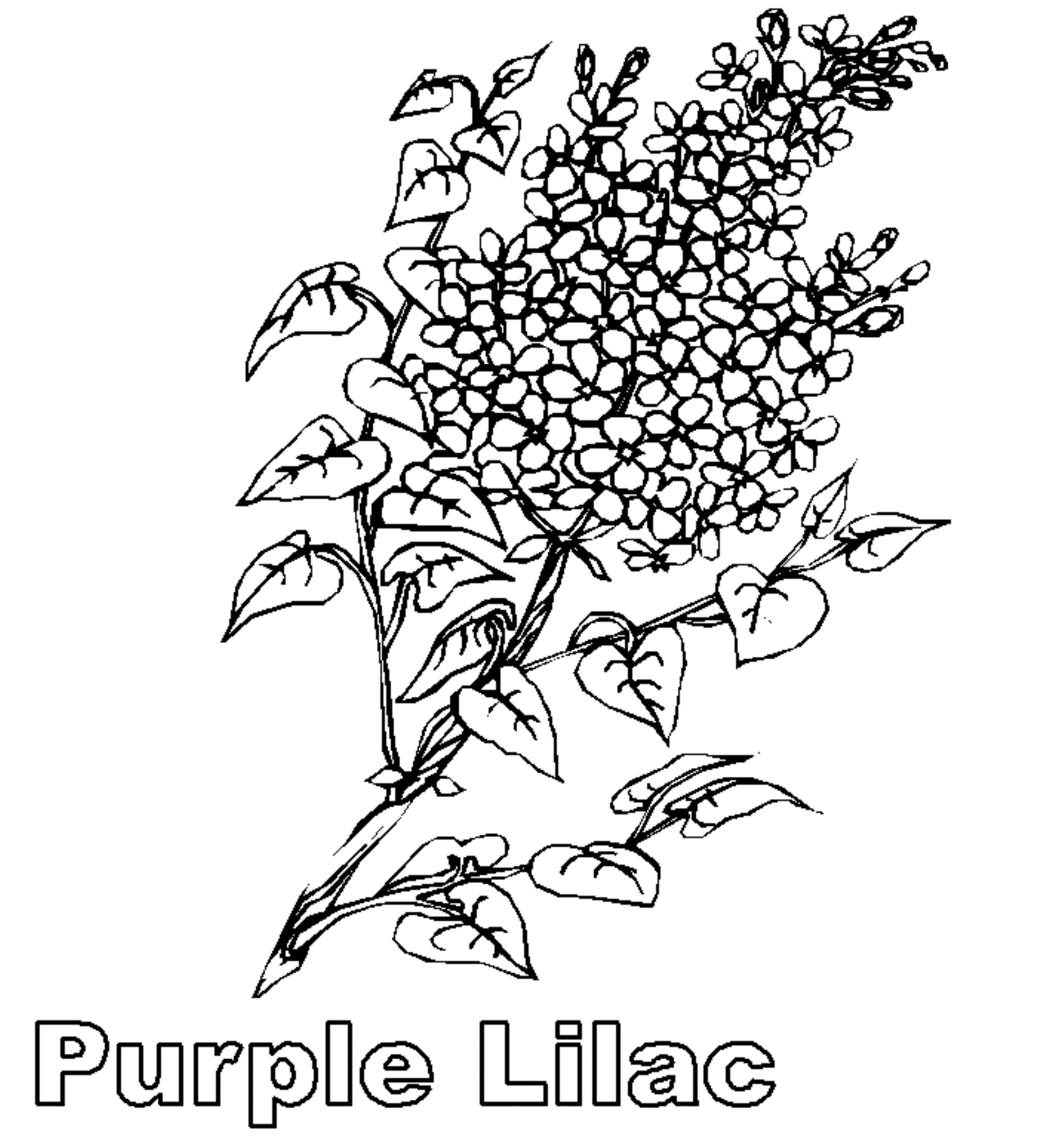 Purple Lilac Flower Coloring Page
