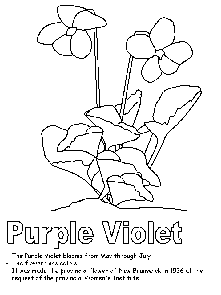 Purple Violet Coloring Page