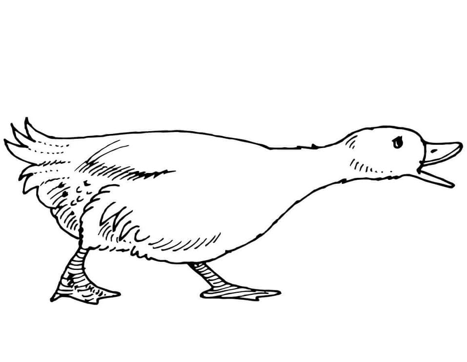 Quacking Goose