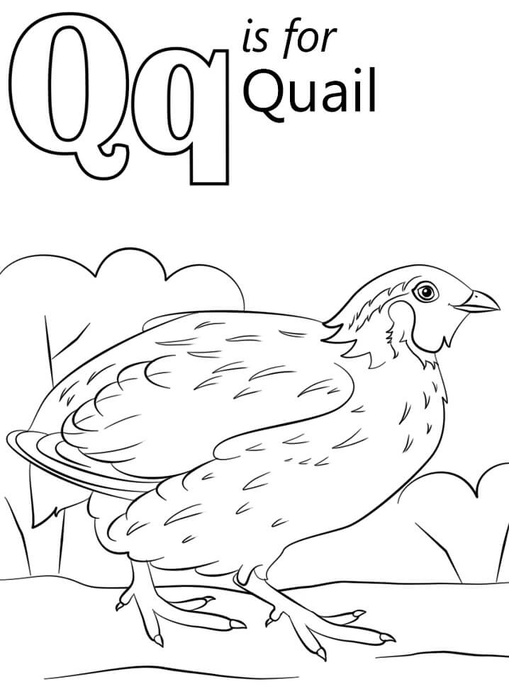 Quail Letter Q Coloring Page