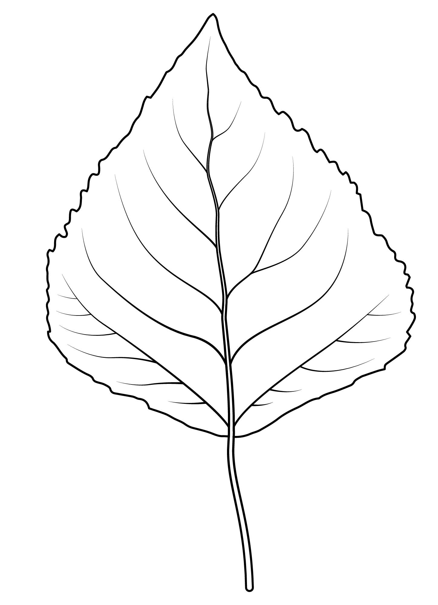 Quaking Aspen Leaf