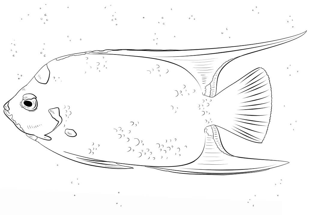 Queen Angelfish Coloring Page