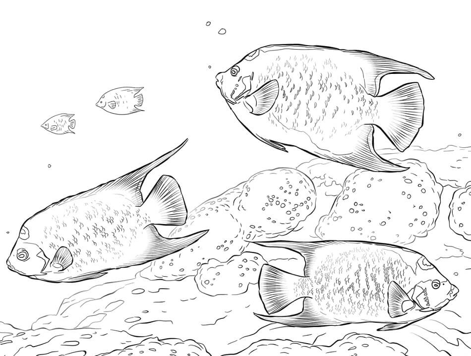Queen Angelfishes Coloring Page