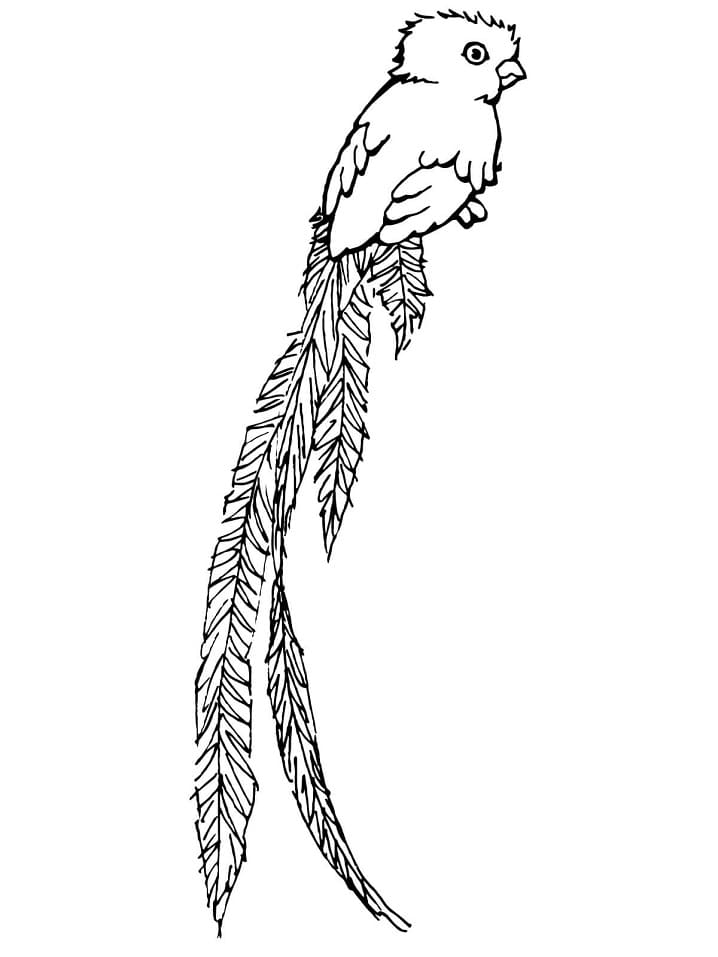 Quetzal Bird of Paradise Coloring Page