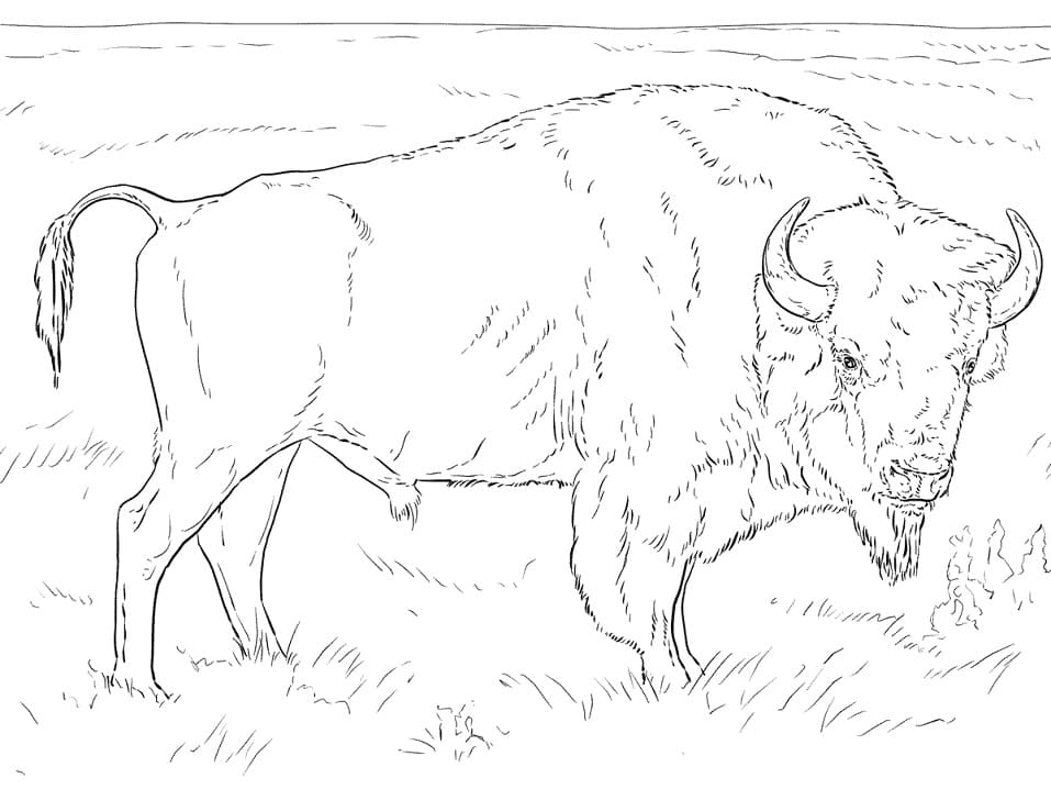 Realistic American Bison