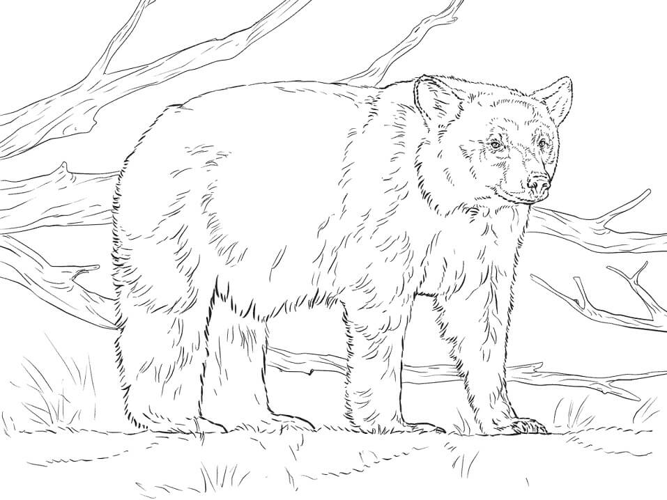 Realistic American Black Bear Coloring Page