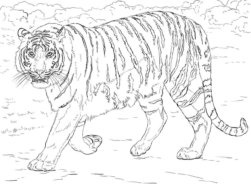 Realistic Bengal Tiger Coloring Page