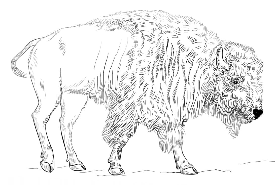 Realistic Bison