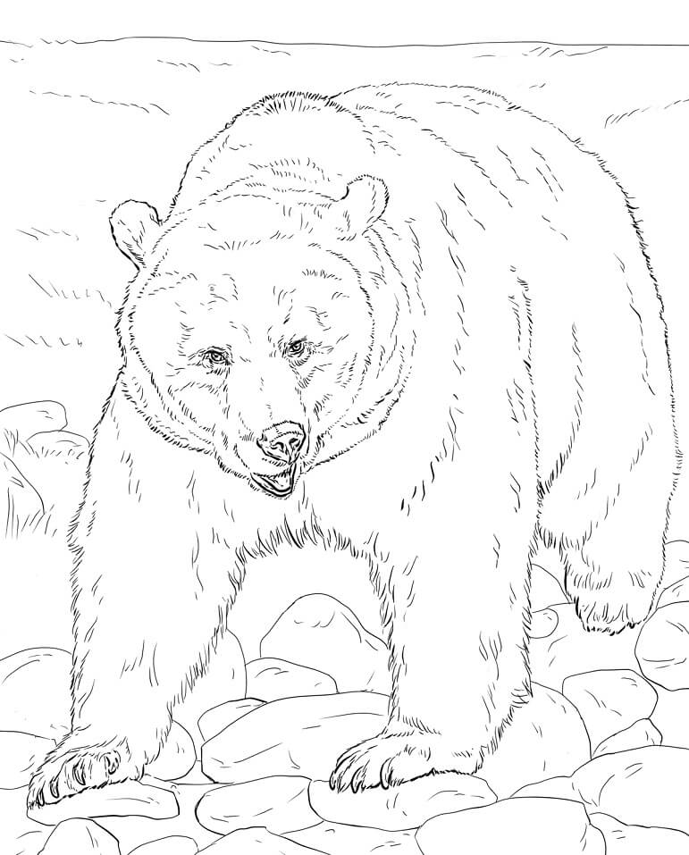 Realistic Brown Bear Coloring Page
