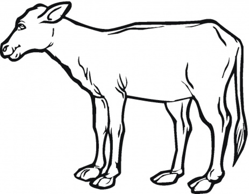 Realistic Calf Farm Animal Sf047 Coloring Page