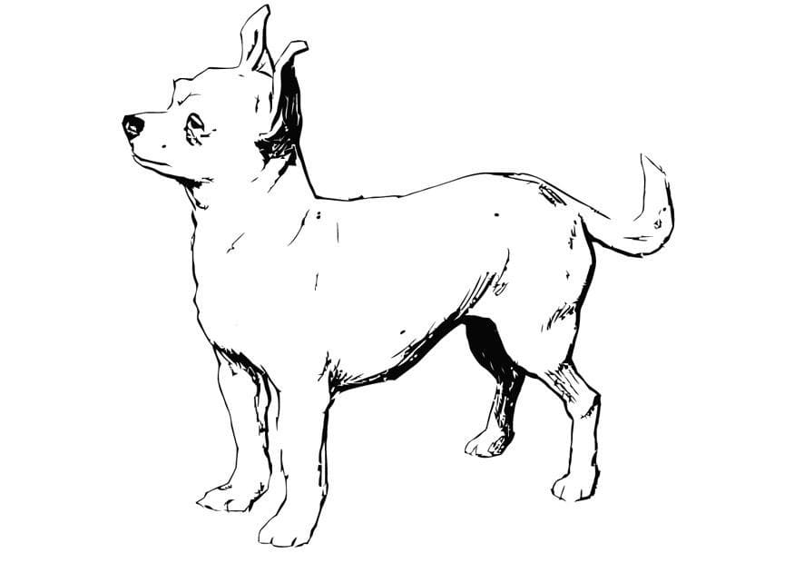 Realistic Chihuahua Coloring Page