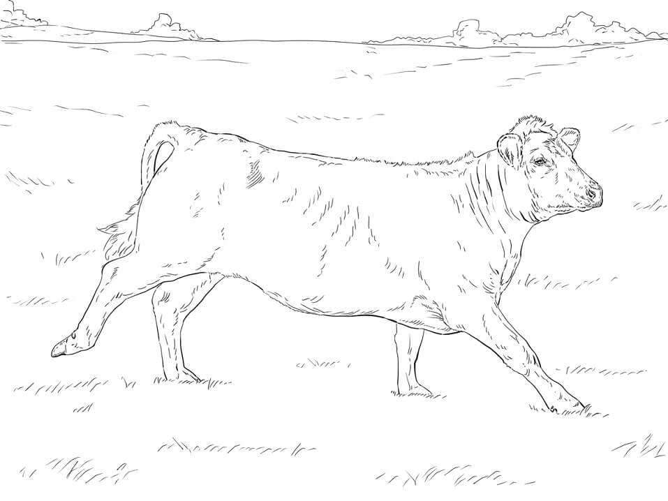 Realistic Cow Coloring Page