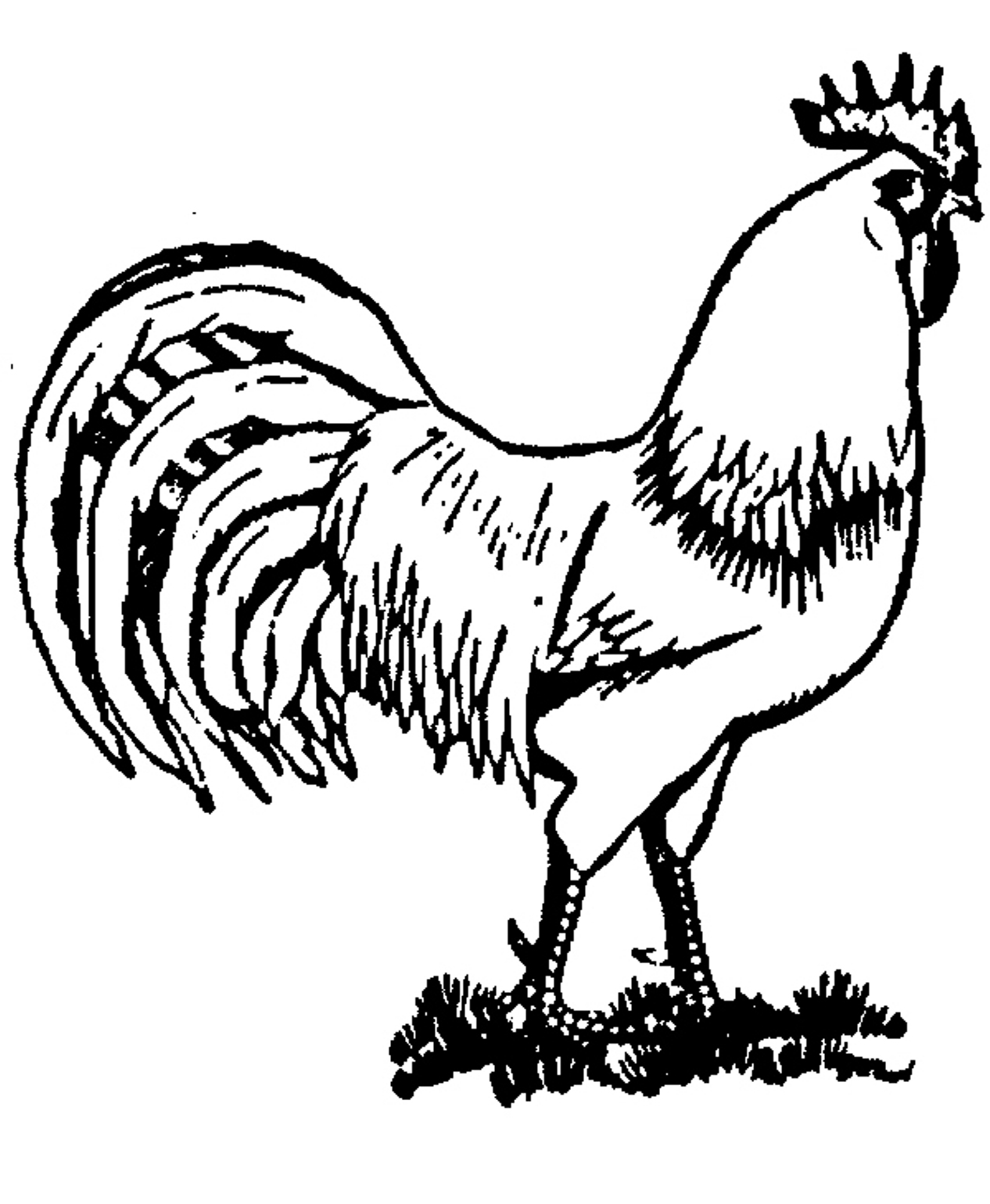 Realistic Farm Animal Sd2aa Coloring Page