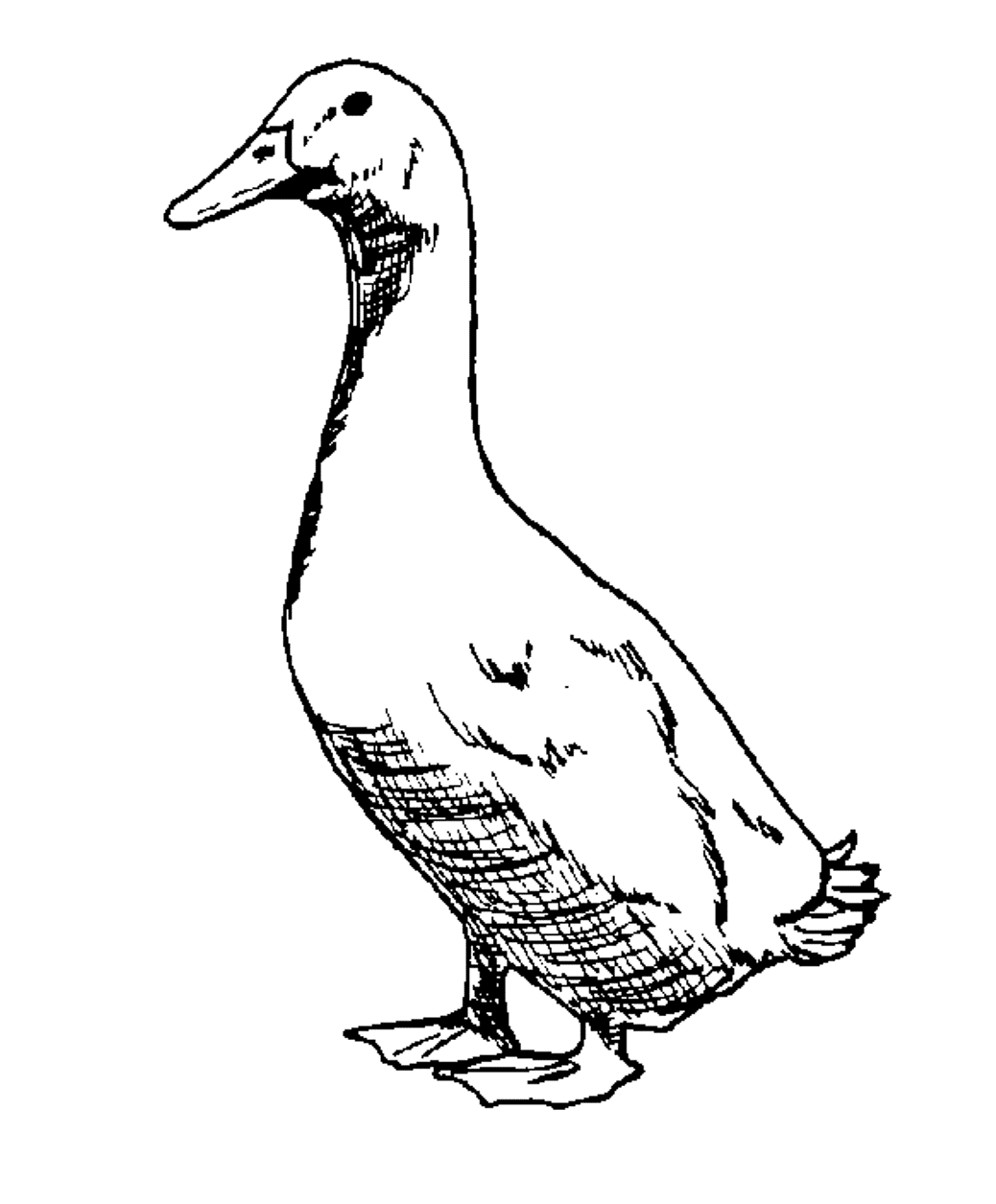Realistic Goose Printable Animal S879e Coloring Page