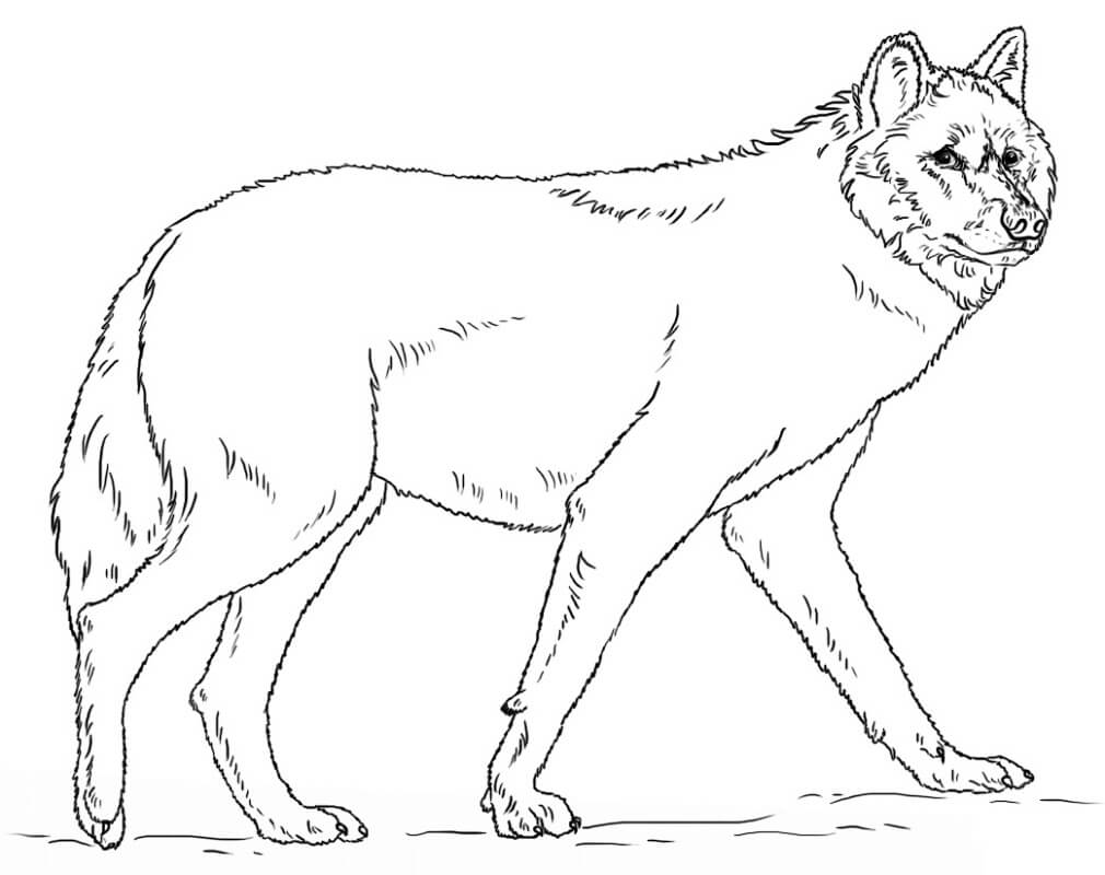 Realistic Grey Wolf Coloring Page