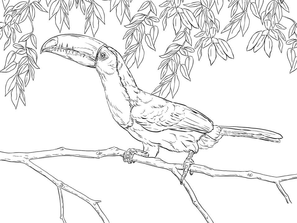 Realistic Keel Billed Toucan Coloring Page