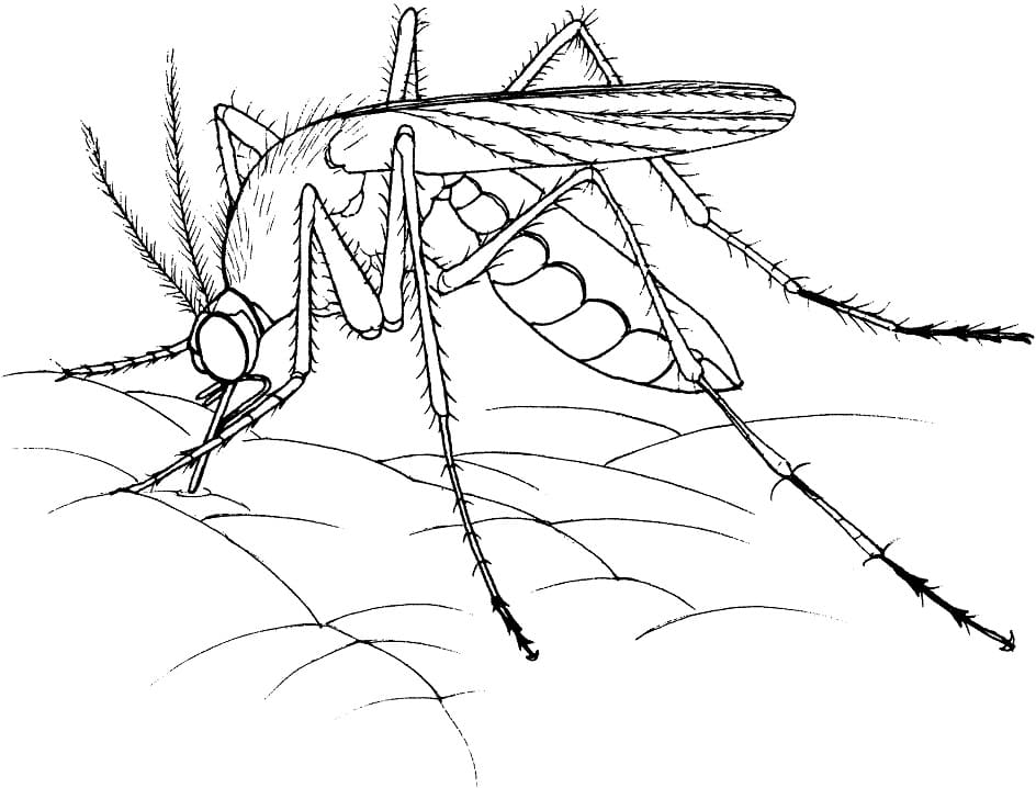 Realistic Mosquito Coloring Page