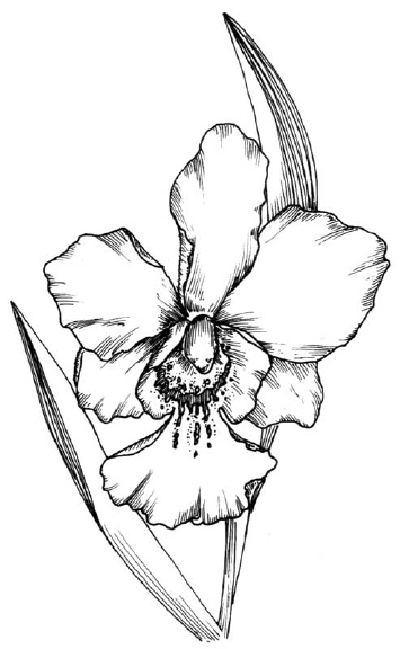 Realistic Orchids Coloring Page