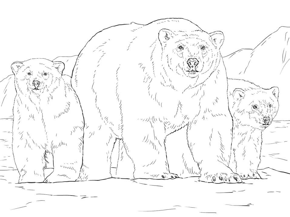 Realistic Polar Bears Coloring Page
