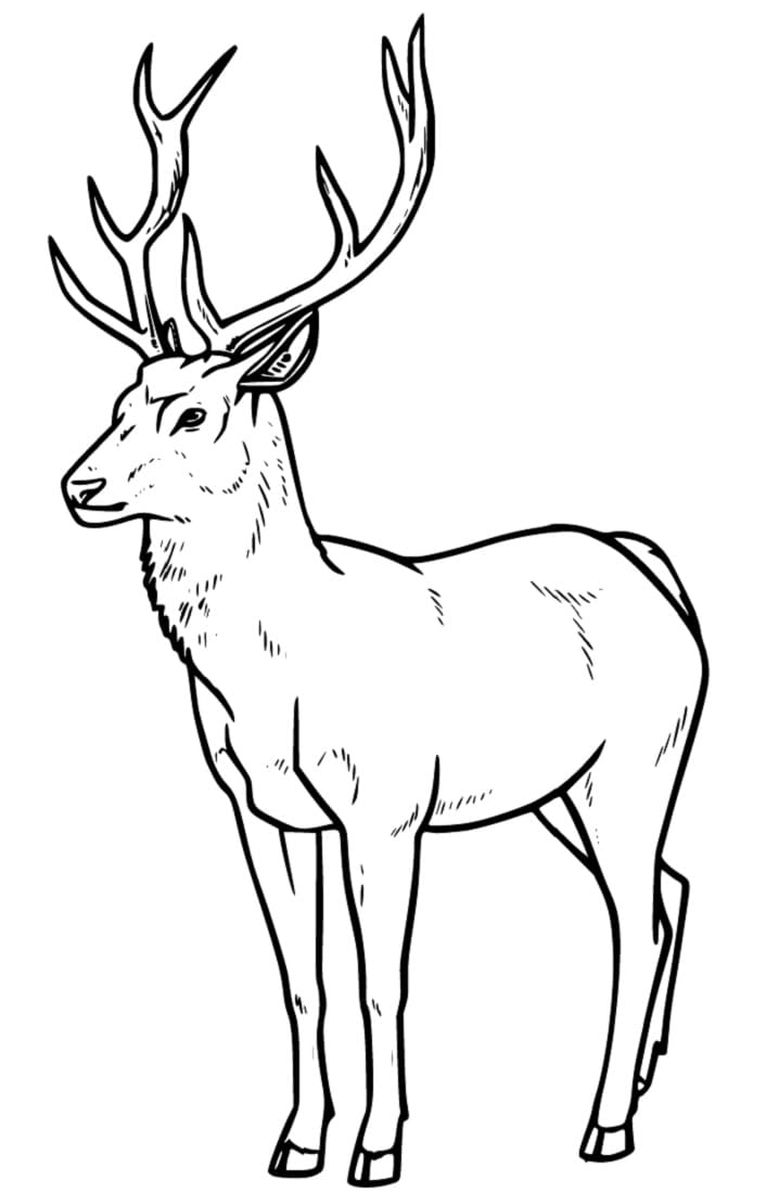 Realistic Red Deer