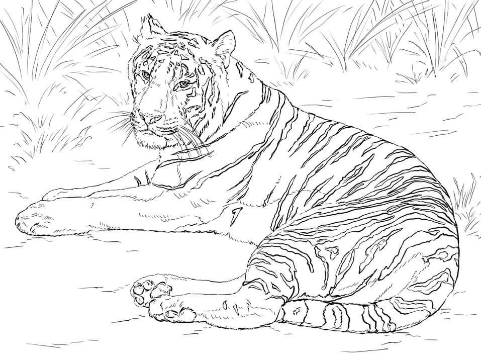 Realistic Siberian Tiger Coloring Page