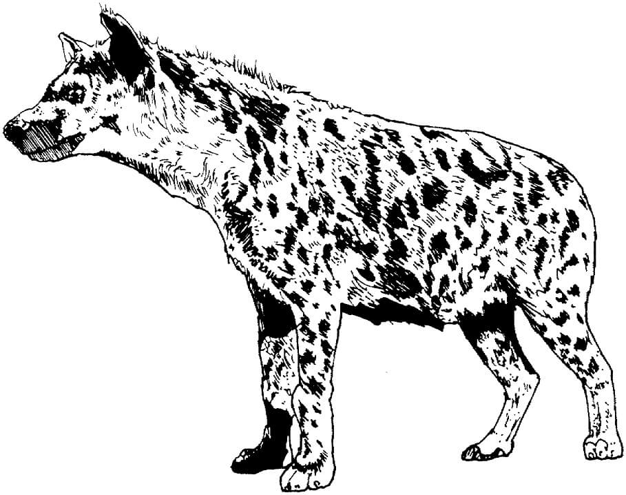 Realistic Spotted Hyena Coloring Page