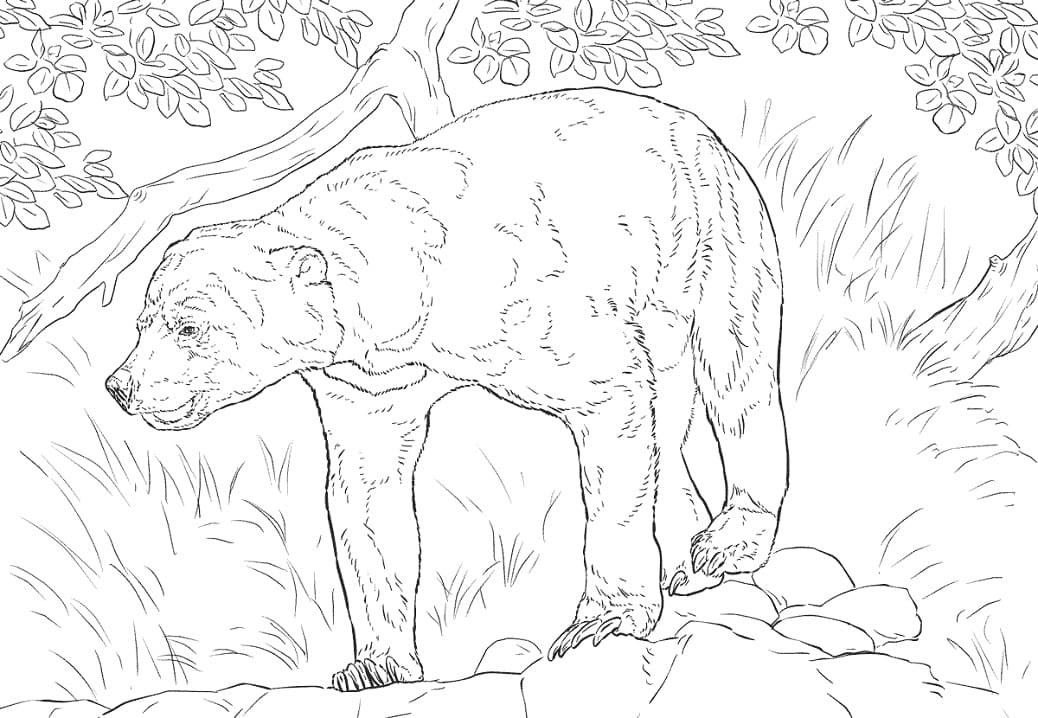 Realistic Sun Bear Coloring Page