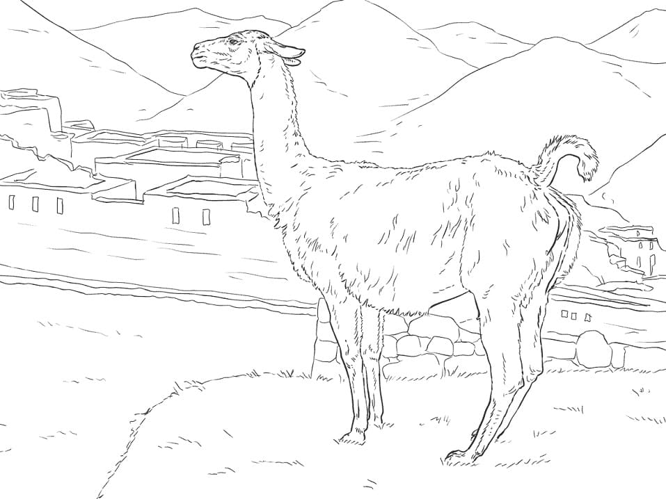 Realistic Vicuna Coloring Page