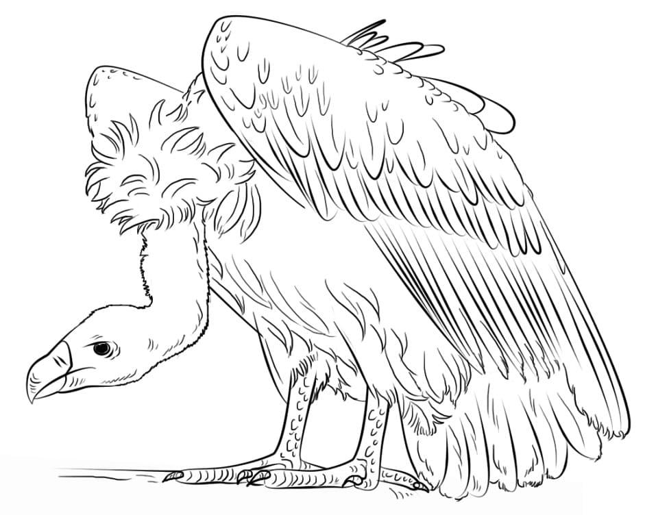 Realistic Vulture